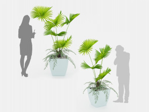 Indoor palm plant Modelo 3D