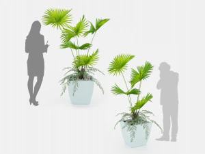 Planta de palmeira de interior Modelo 3D