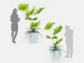 Indoor palm plant Modèle 3D