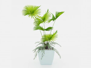 Indoor palm plant 3D Model