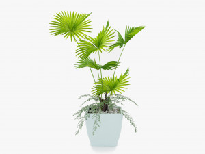 Indoor palm plant 3Dモデル