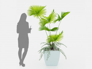 Indoor palm plant 3Dモデル