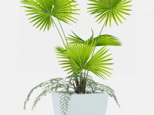 Indoor palm plant 3Dモデル