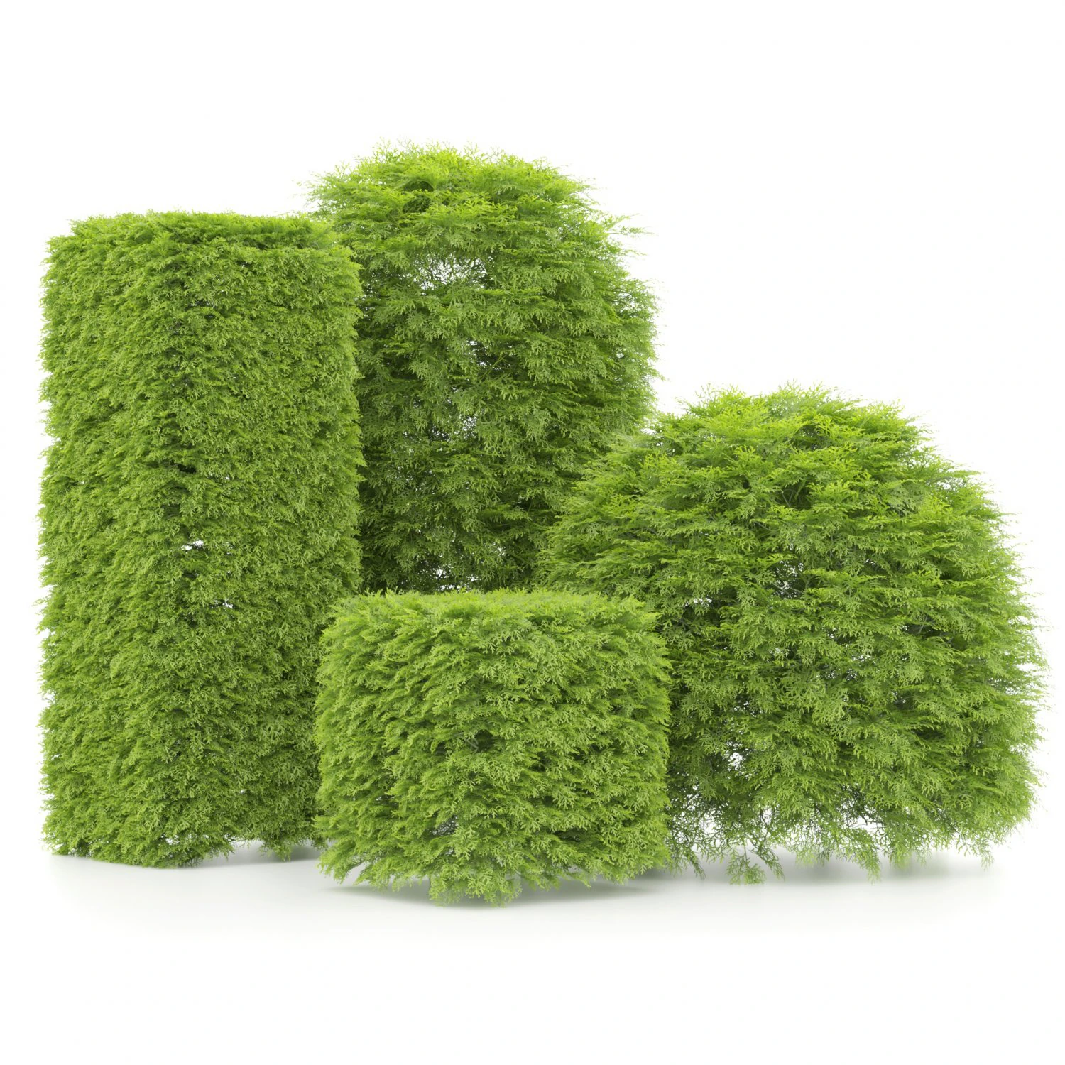 Shaped bush plants v01 3D Model .c4d .max .obj .3ds .fbx .stl .blend 