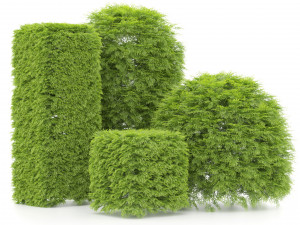 shaped bush plants v01 3D Model