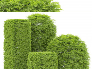 Shaped bush plants v01 Model 3D