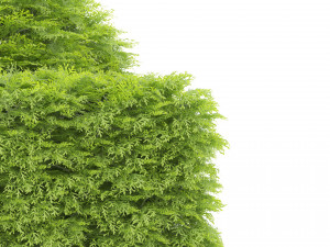 Shaped bush plants v01 Model 3D