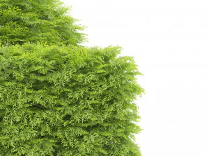 Shaped bush plants v01 3D Model