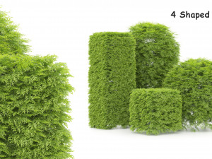 Shaped bush plants v01 Model 3D