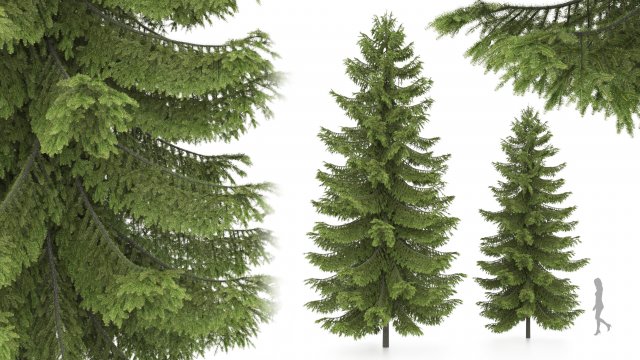 2 pine tree high and medium height 3D Модель .c4d .max .obj .3ds .fbx .stl .blend 