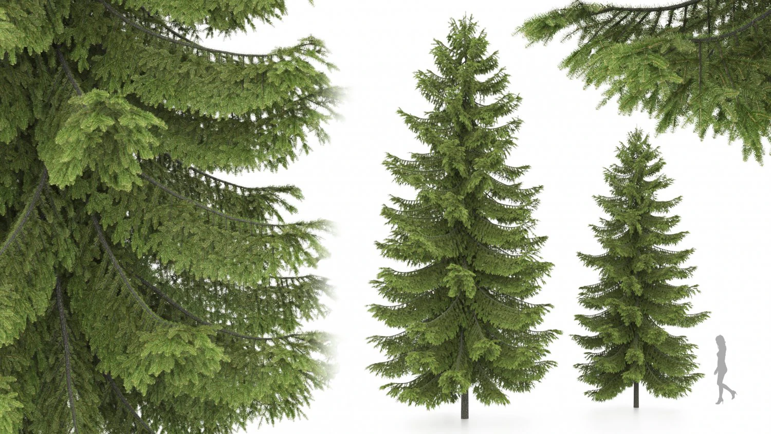 2 pine tree high and medium height 3D Model .c4d .max .obj .3ds .fbx .stl .blend 