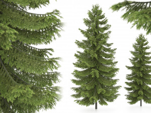 2 pine tree high and medium height 3D Model