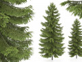 2 pine tree high and medium height Model 3D