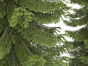2 pine tree high and medium height 3D Модель