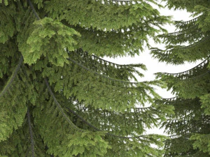2 pine tree high and medium height 3D Model