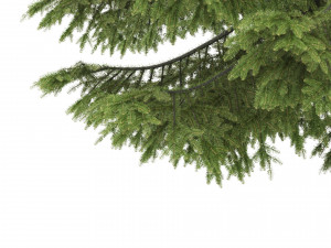 2 pine tree high and medium height 3D Модель