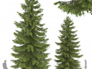 2 pine tree high and medium height 3D Model