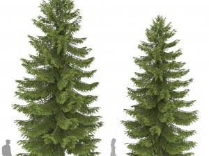 2 pine tree high and medium height 3D Модель