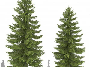 2 pine tree high and medium height 3D Model