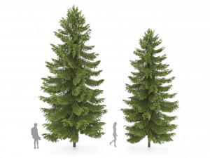 2 pine tree high and medium height 3D Модель