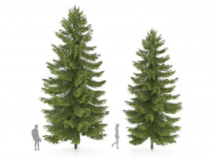 2 pine tree high and medium height 3D Model