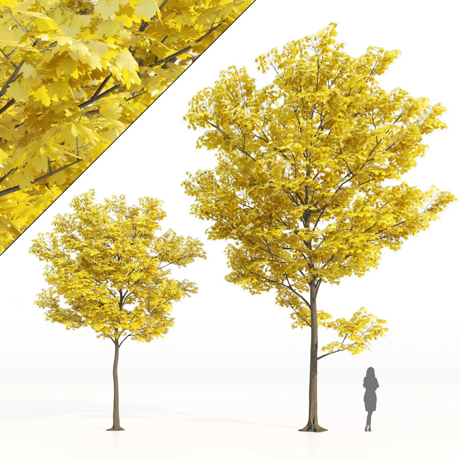 Yellow leaf autumn tree plant v06 3D Model .c4d .max .obj .3ds .fbx .stl .blend 
