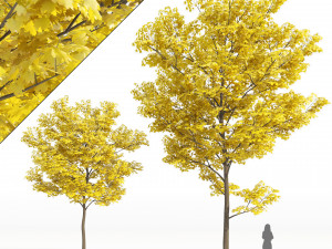 yellow leaf autumn tree plant v06 3D Model