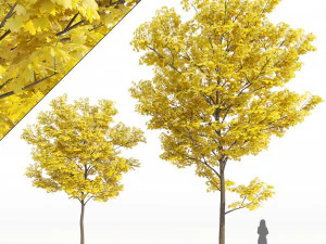 Plante d'arbre d'automne &agrave; feuilles jaunes v06 Modèle 3D
