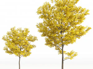 Yellow leaf autumn tree plant v06 3D Model