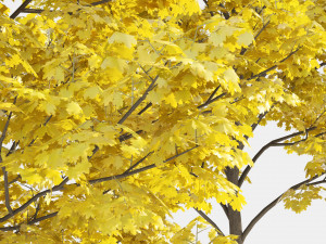 Yellow leaf autumn tree plant v06 3Dモデル