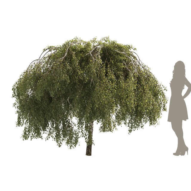 Green Weeping Willow Tree 3Dモデル .c4d .max .obj .3ds .fbx .stl .blend 