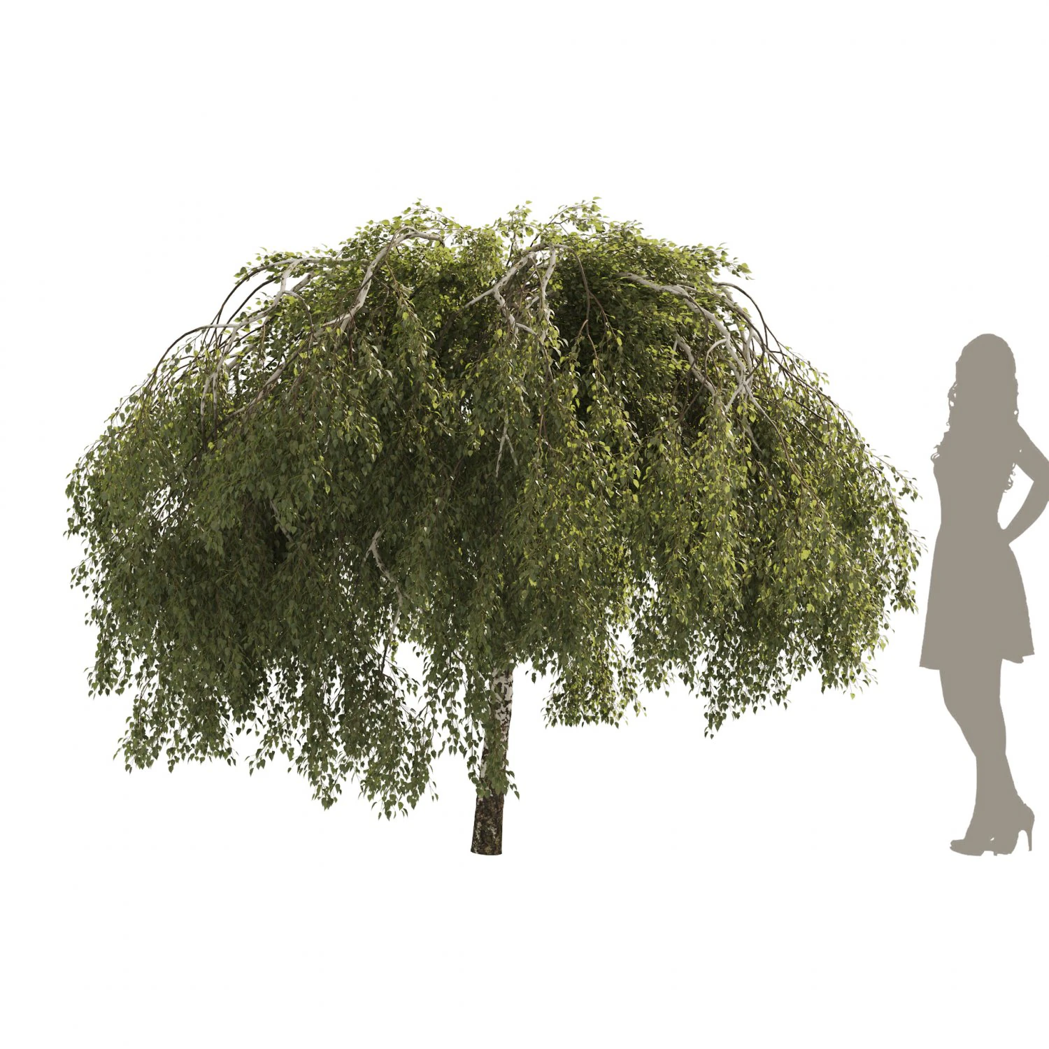 Green Weeping Willow Tree 3D Model .c4d .max .obj .3ds .fbx .stl .blend 