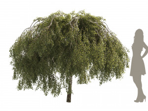 Green Weeping Willow Tree 3D Model