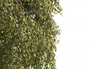 Green Weeping Willow Tree 3Dモデル