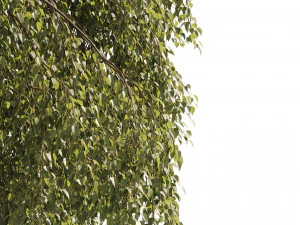 Green Weeping Willow Tree 3D Model