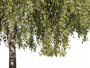 Green Weeping Willow Tree 3Dモデル