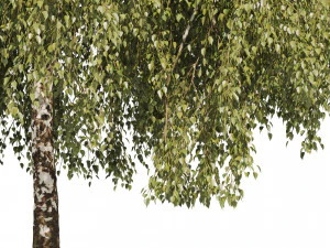 Green Weeping Willow Tree 3D Model