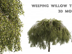 Green Weeping Willow Tree 3D Model