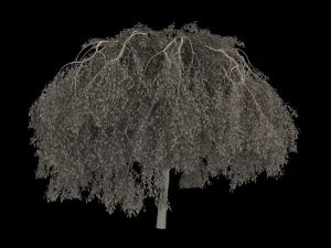 Green Weeping Willow Tree 3D Model