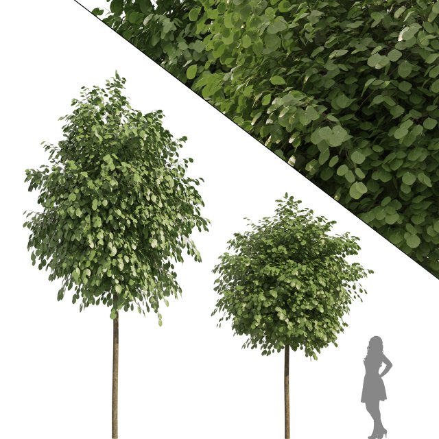 Street Landscape Trees Modelo 3D .c4d .max .obj .3ds .fbx .stl .blend 