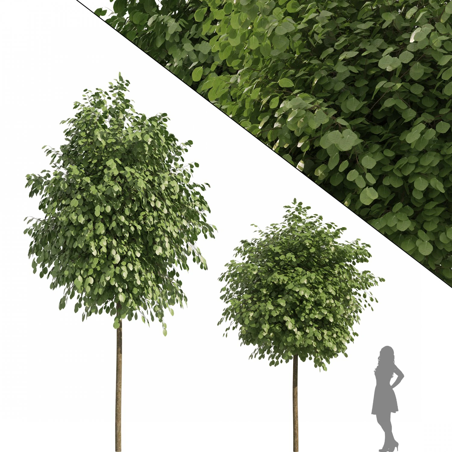 Street Landscape Trees 3D Model .c4d .max .obj .3ds .fbx .stl .blend