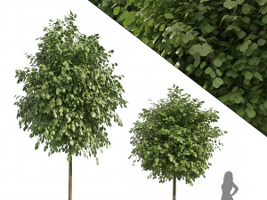 Pohon Lanskap Jalanan Model 3D