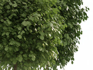 Street Landscape Trees 3D Model