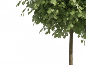 Street Landscape Trees 3D Model