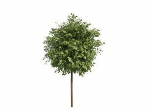 Street Landscape Trees Modelo 3D