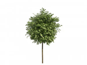 Street Landscape Trees 3D Model