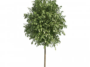 Street Landscape Trees 3D Model