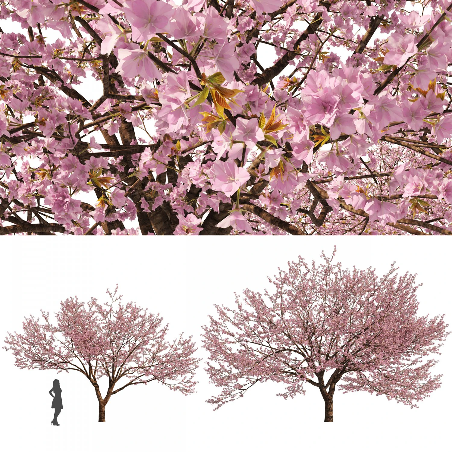 Two Cerasus Trees Sakura tree eastern redbud pink tree 3D Model .c4d .max .obj .3ds .fbx .stl .blend