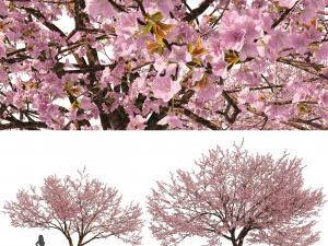 Dua Pohon Cerasus Pohon Sakura Pohon Merah Muda Redbud Timur Model 3D