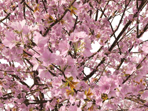 Two Cerasus Trees Sakura tree eastern redbud pink tree 3D Model